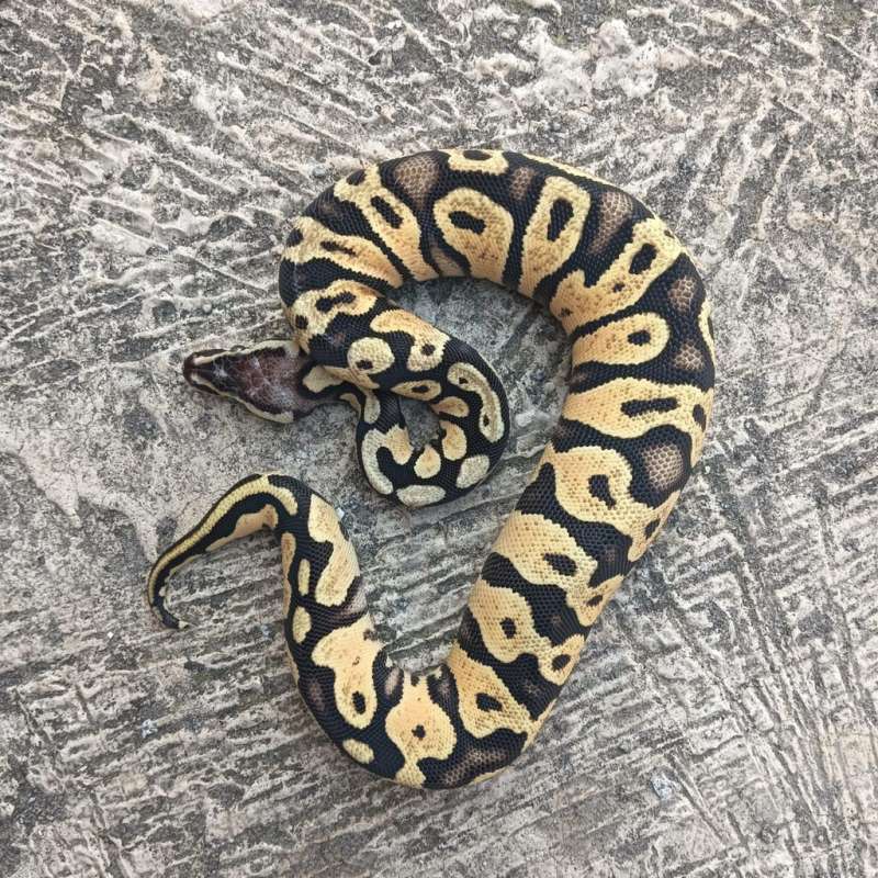 Scaleleshead pastel yellowbelly