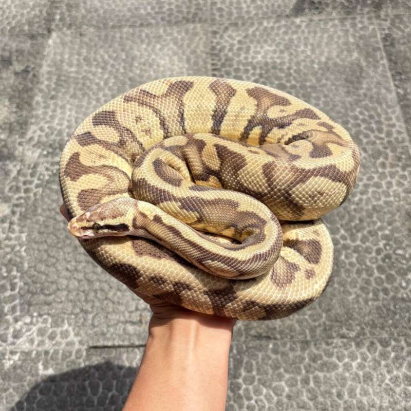 Butter Super Pastel