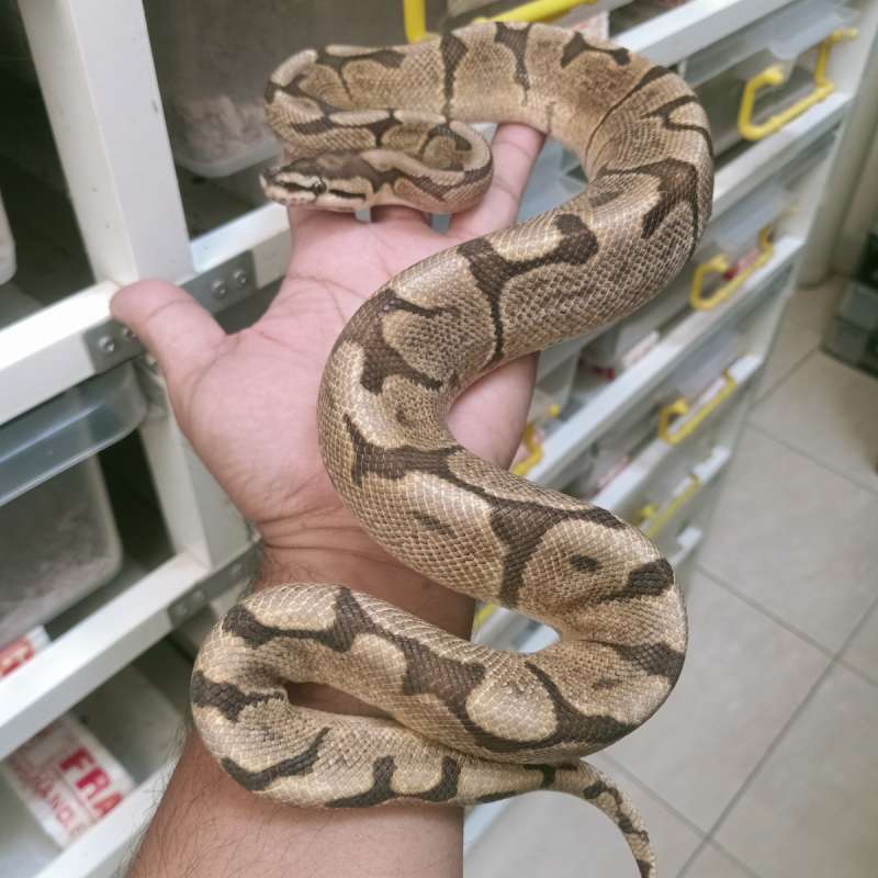 GHI Spider het Pied Female