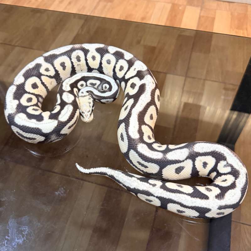 Pastel spotnose desert ghost
