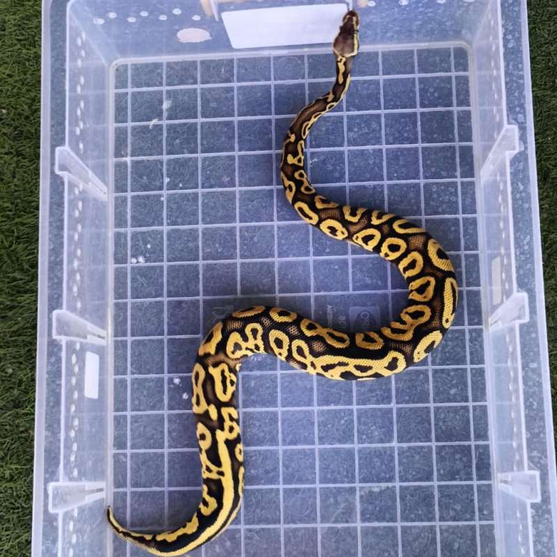 Pastel Leopard Bersih mulus