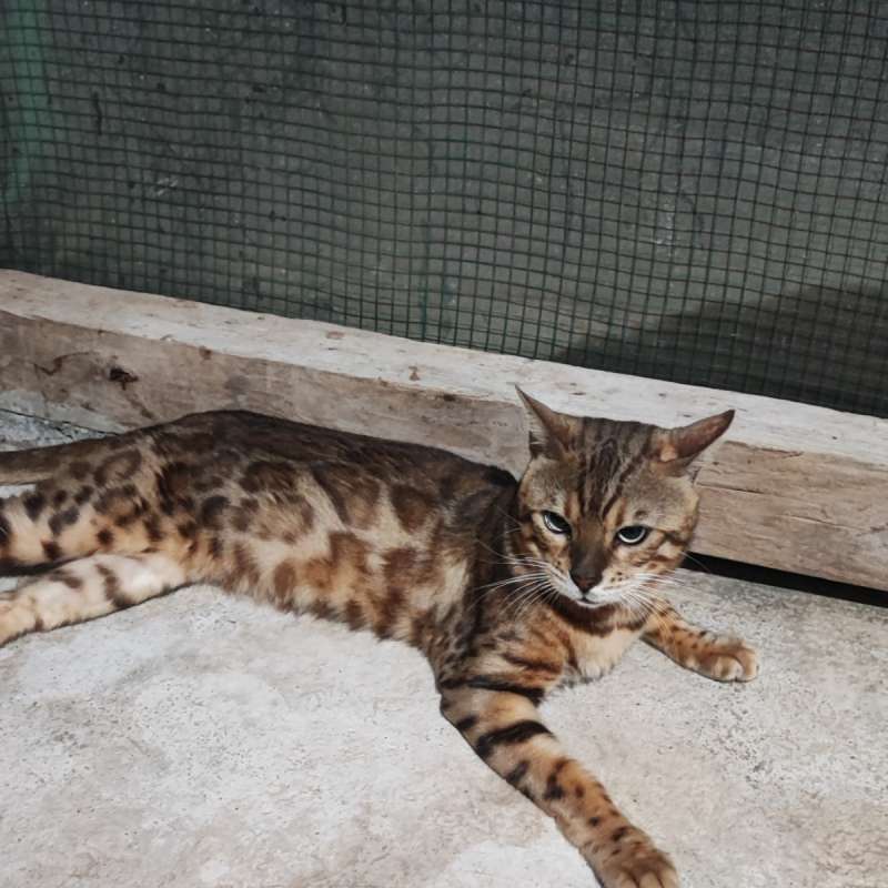 Kucing Bengal j