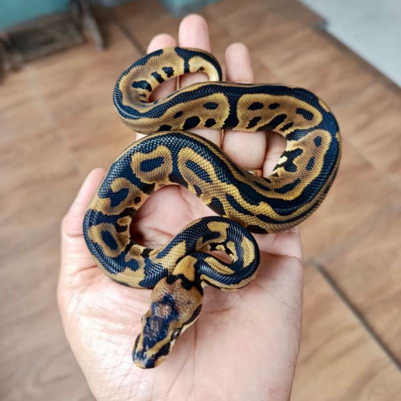 Spotnose Leopard Het Clown Posshet Pied