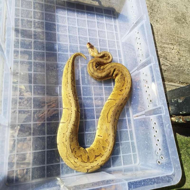 KINGPIN (Lesser PinStripe)