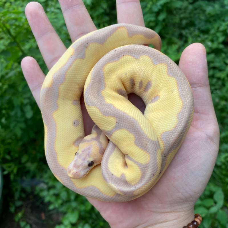 Banana Leopard Clown