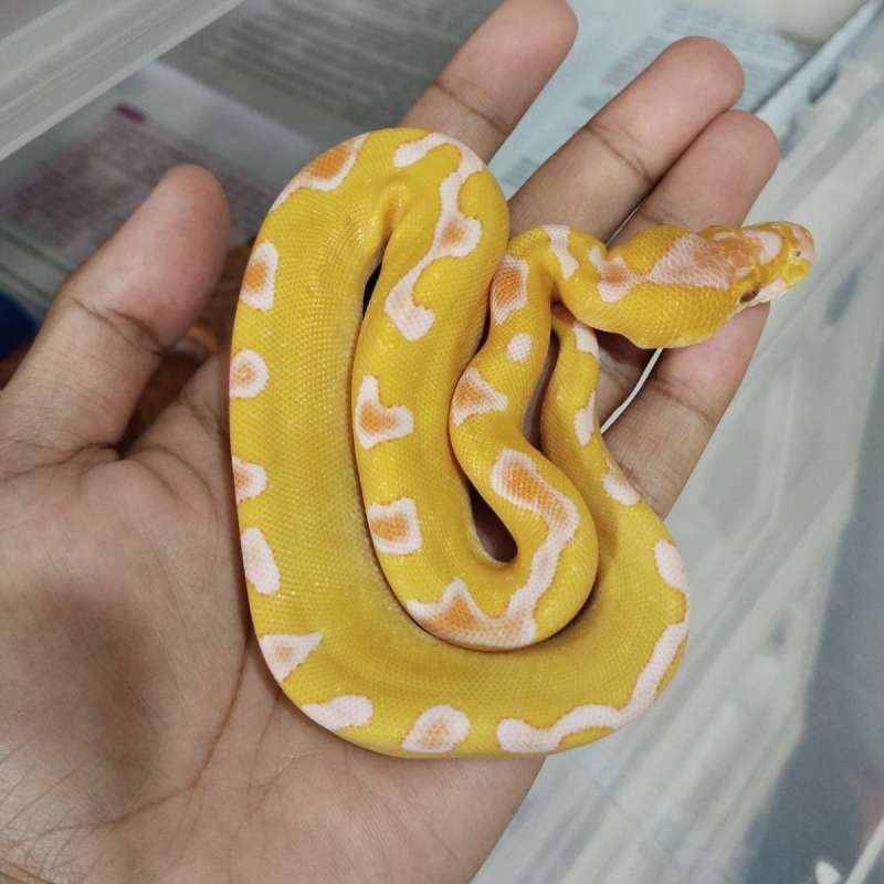 Enchi grail