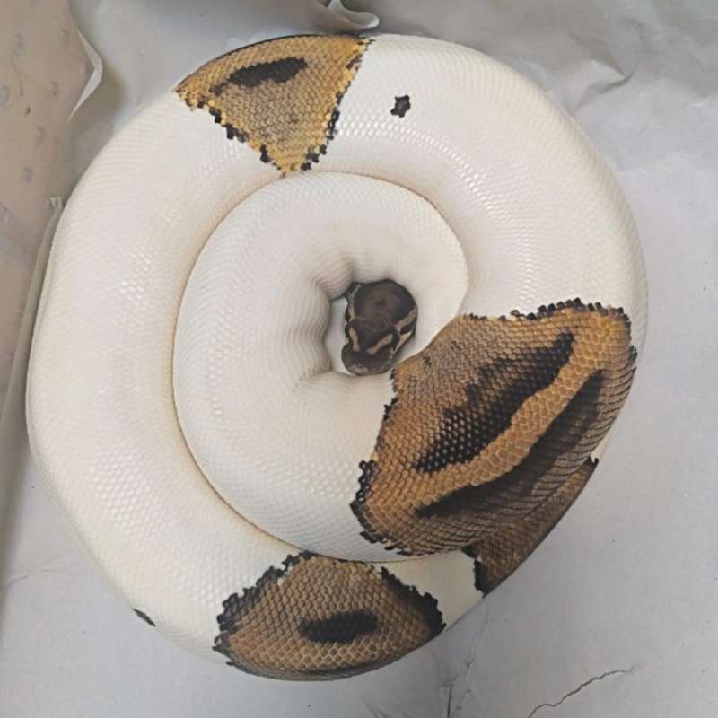 Pied Female PROVEN