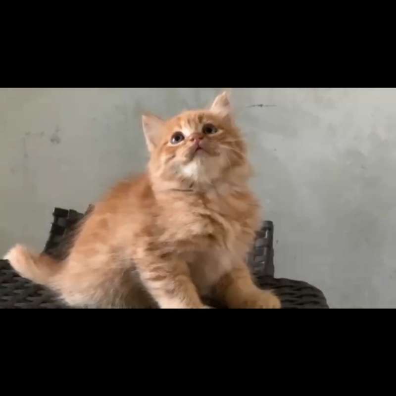 Kitten Persia Medium mix Flatnose