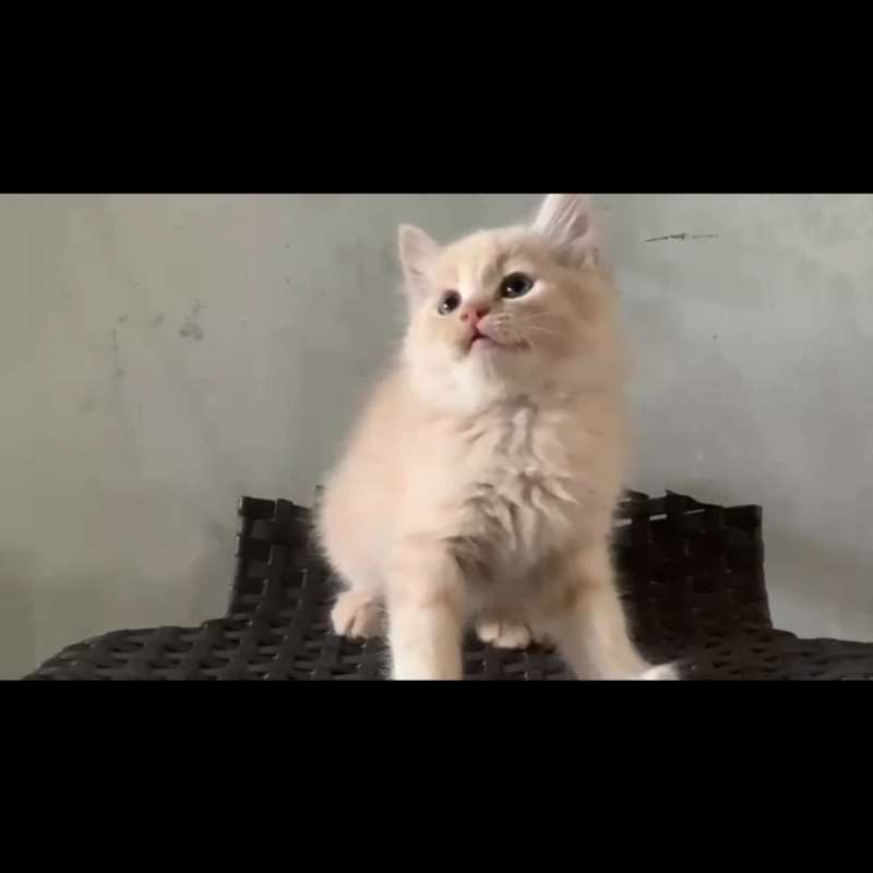 Kitten Persia Medium mix BSH