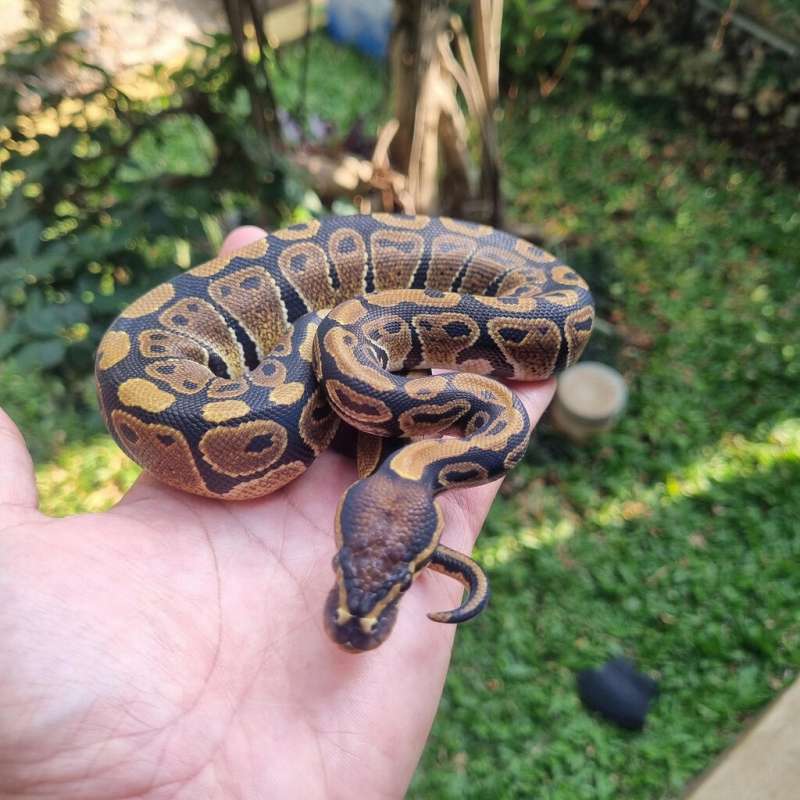Normal Femele