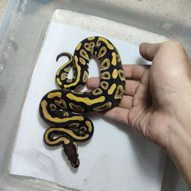 Gravel phantom het clown