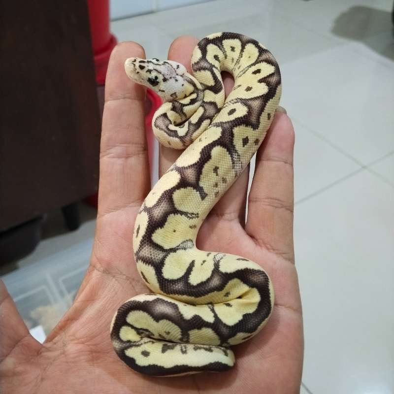 Firefly Clown Het VPI Axantic 50% Het DG