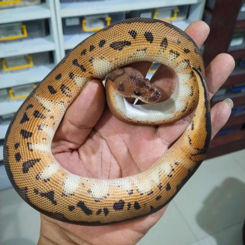 Black Pastel Clown