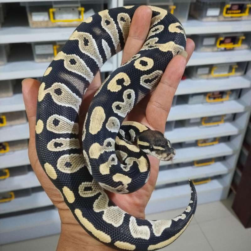 Black Head DG pos Spotnose