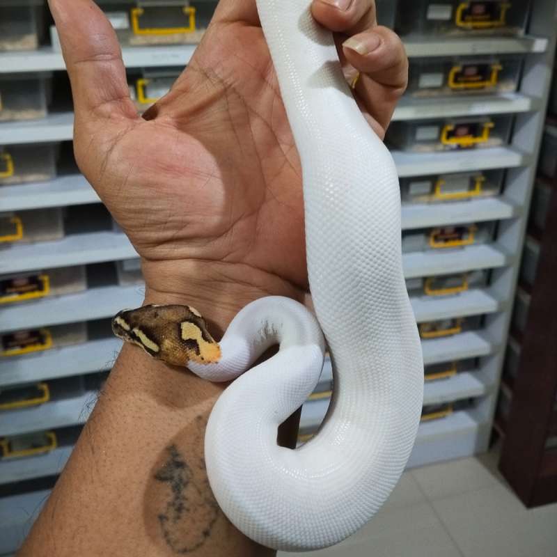 Fire Pied