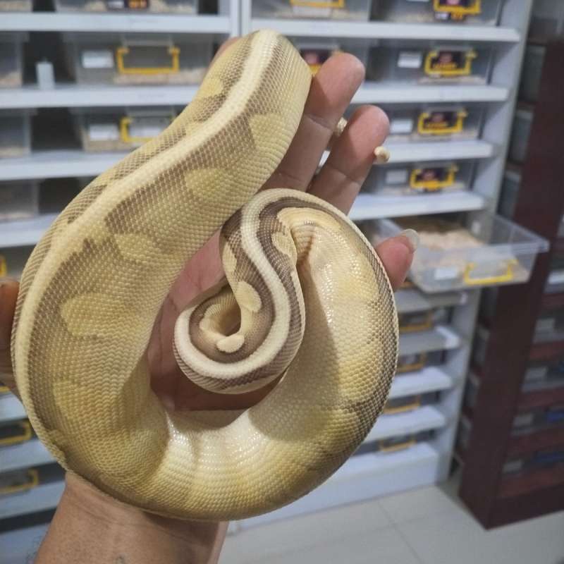 Super Pastel Leser Enchi Het Pied 50%