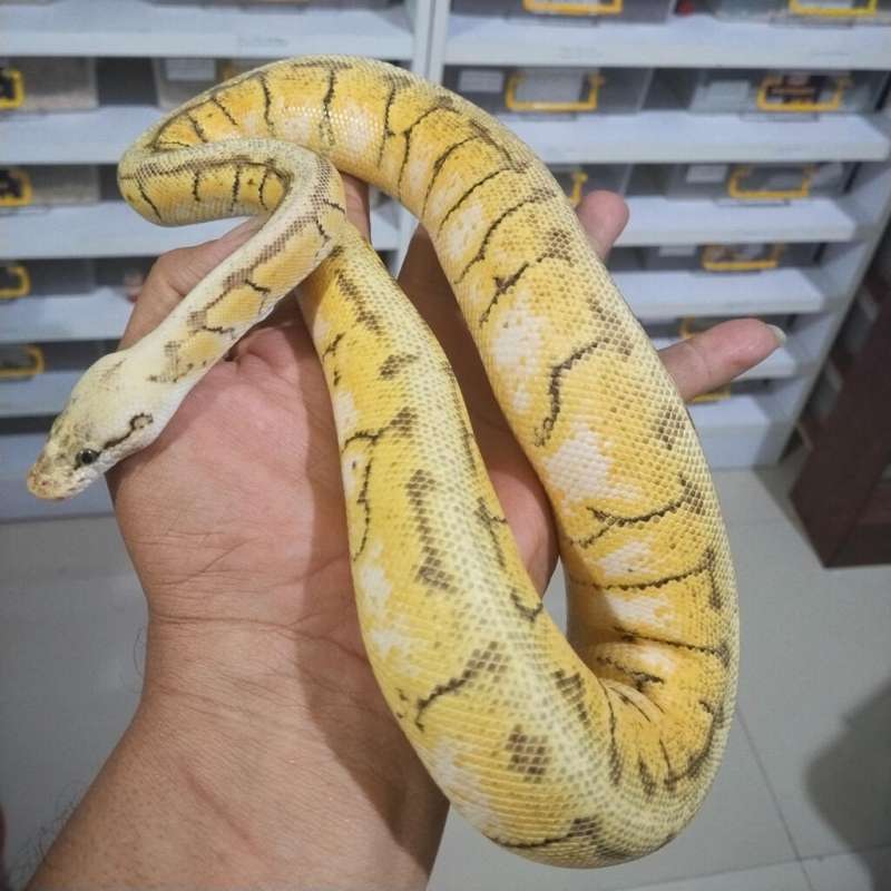 Spotnose Pastel Enchi Pinstripe YB Het Clown