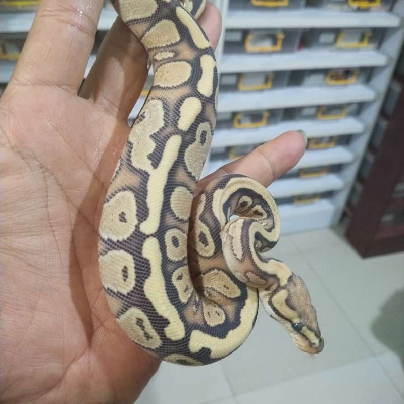 Red Stripe YB DG 66% Het Clown