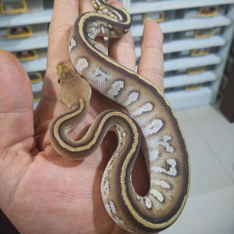 Super Cypress Het Clown 50% Het Hypo