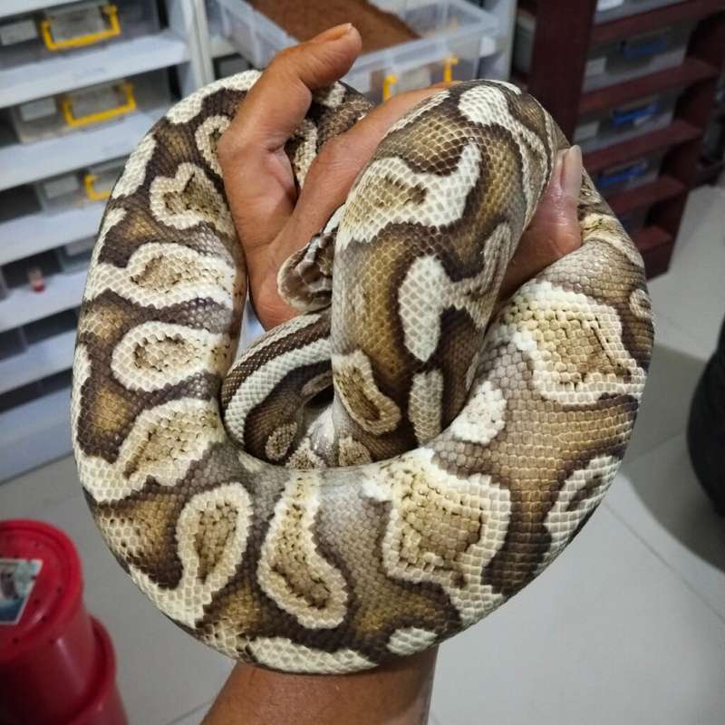 Pastel GHI Adult