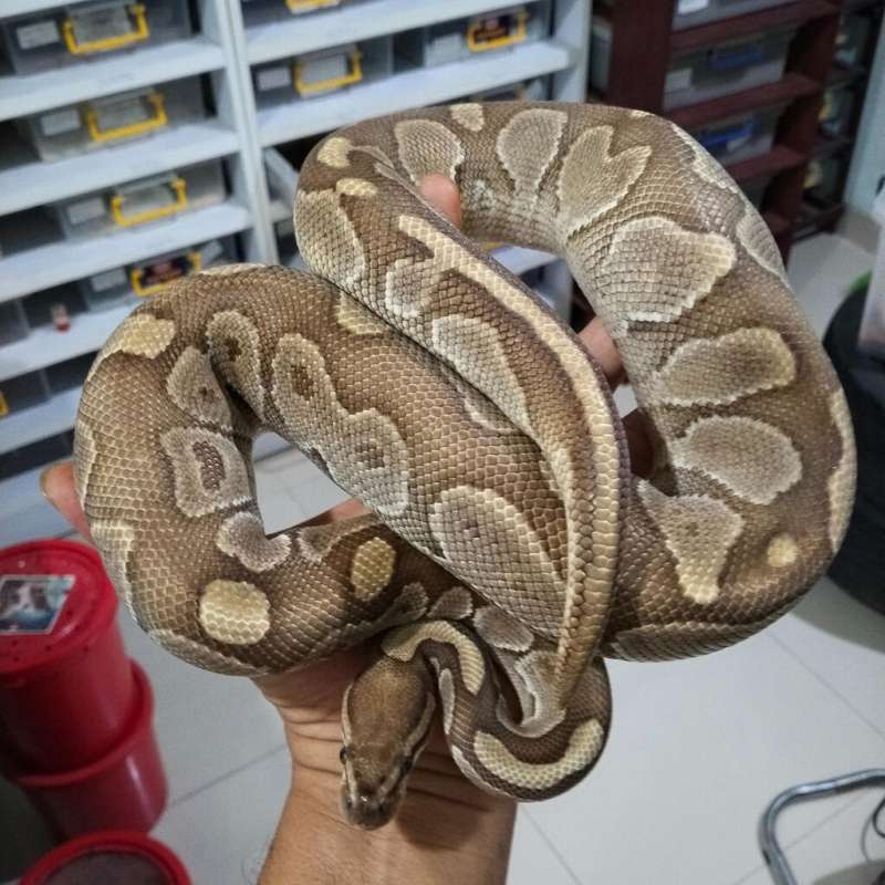 Butter Adult