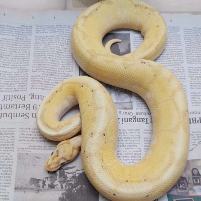 Proven Banana Yellowbelly Spider