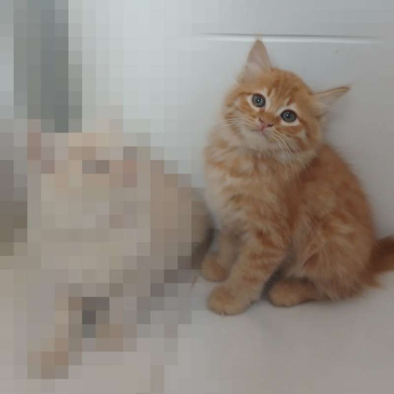Kitten Persia Medium mix Flatnose
