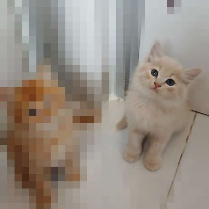 KITTEN PERSIA MEDIUM MIX BSH