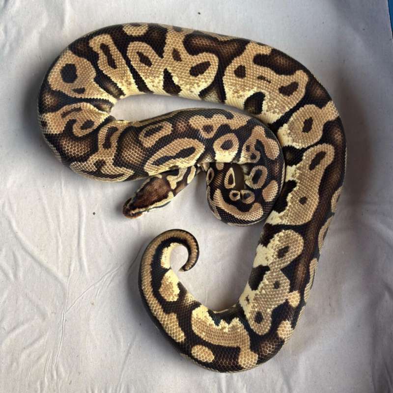 Female Proven Orange Dream Yellow Belly