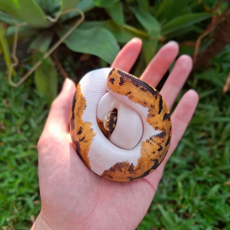 Ball phyton