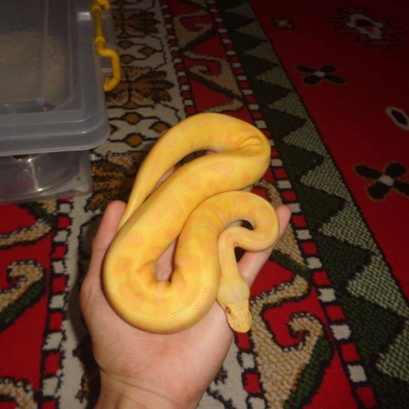 enchi pastel grail