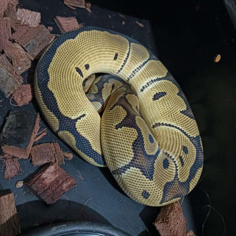 clown ballpython
