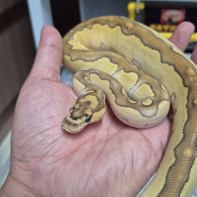 Lesser Clown pos het Lavender
