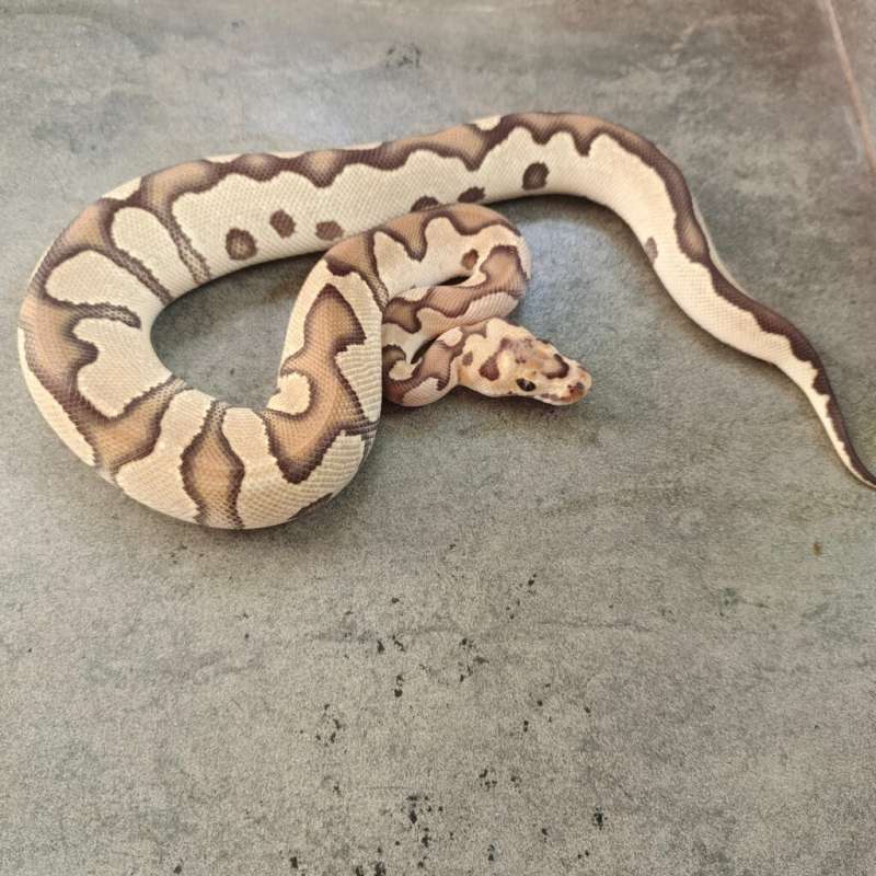(F) Orange Dream Fire Clown