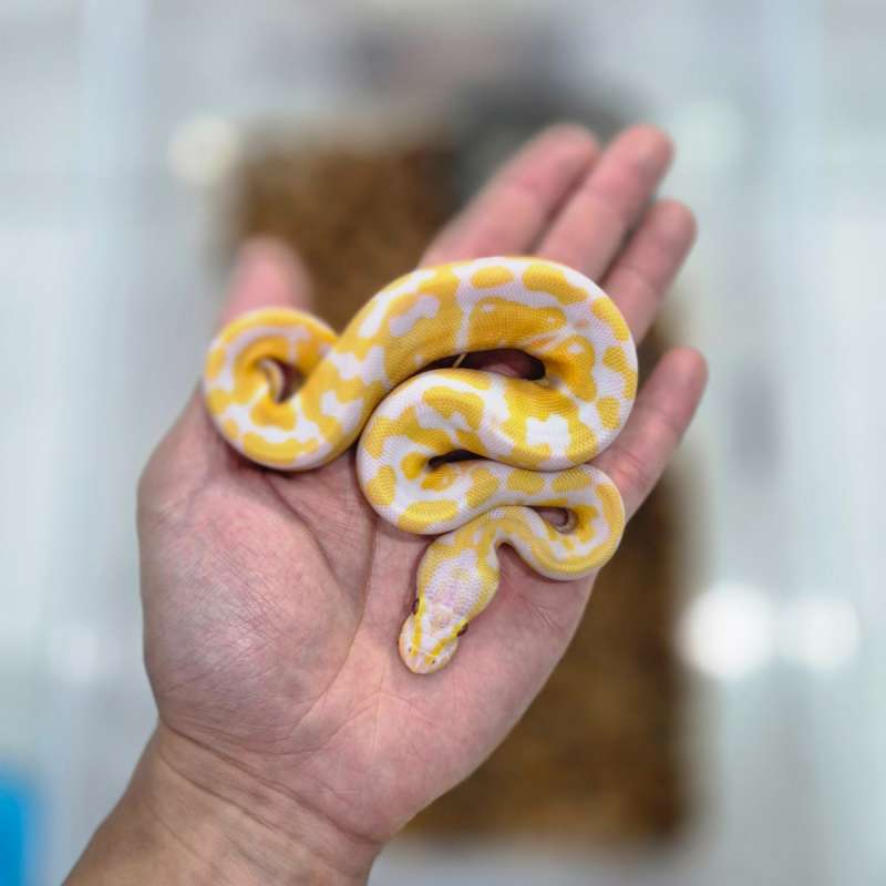 Pastel Lavender ( Poss Enchi ) PH 66% Clown