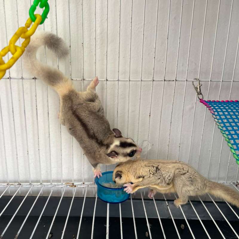 JKT-TGRG ONLY Sugar Glider