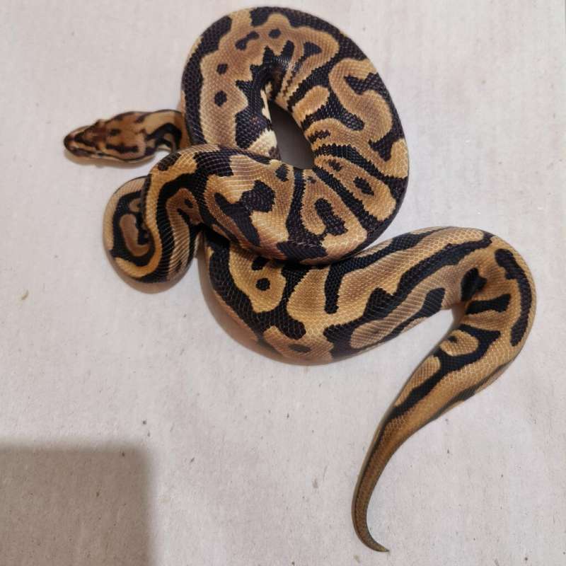 Female Leopard Spotnose het DG