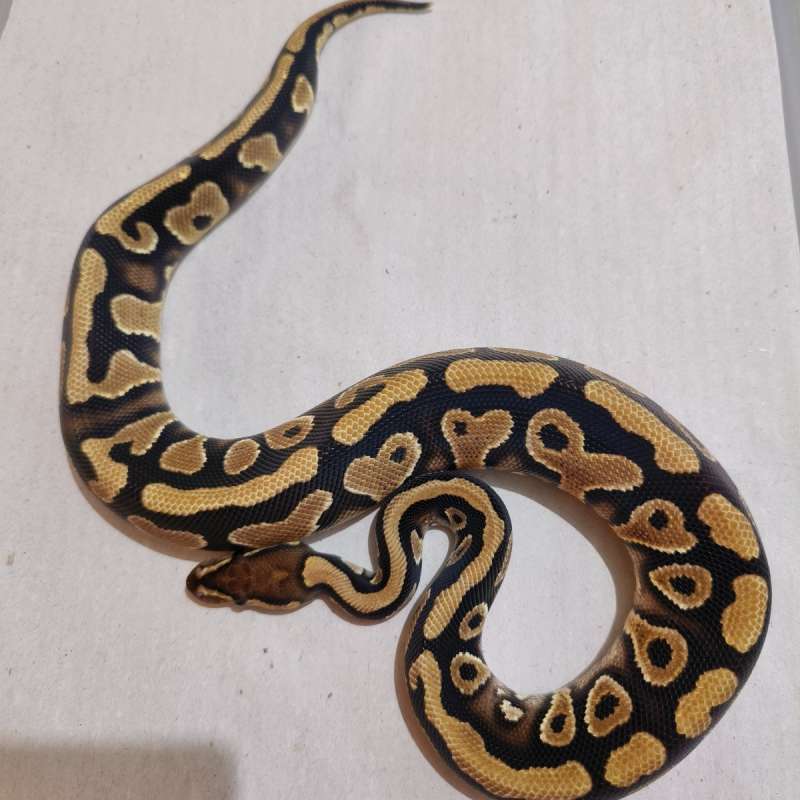 Female Yellow Belly het DG