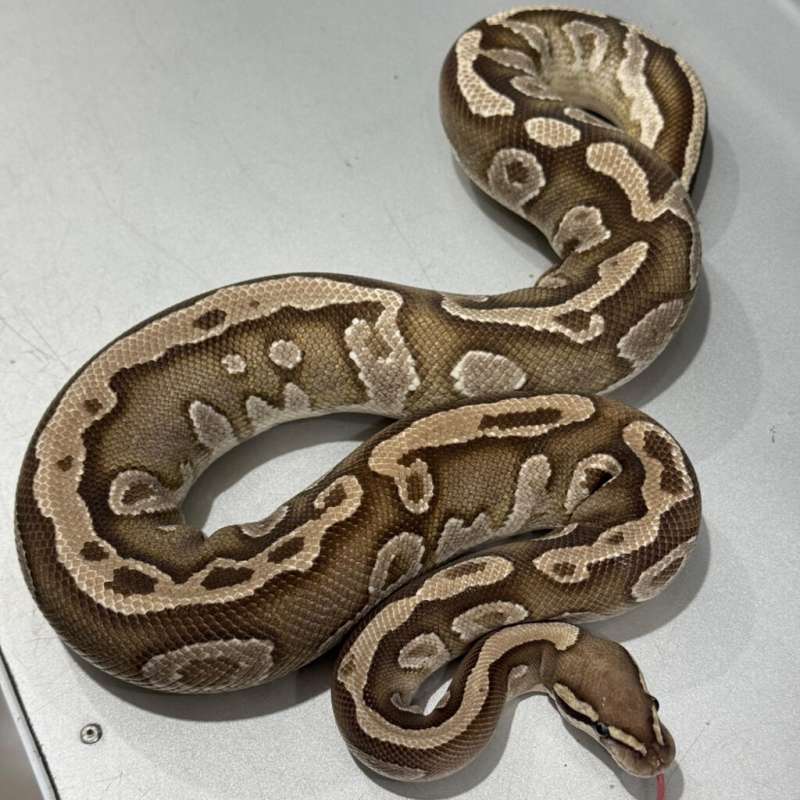 Female Mojave Fire Leopard Bahan Lucy !!!