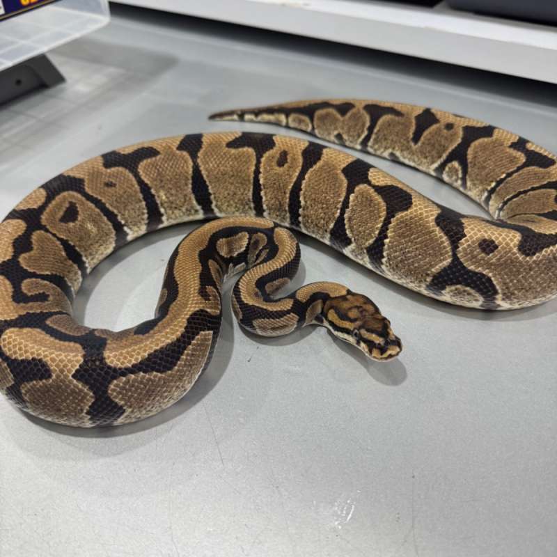 Female Proven Spotnose 100% Het Clown