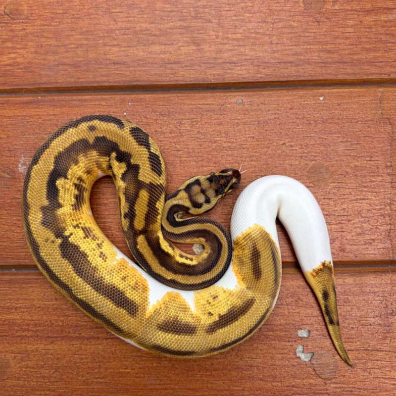 Pastel Orange Dream Pied
