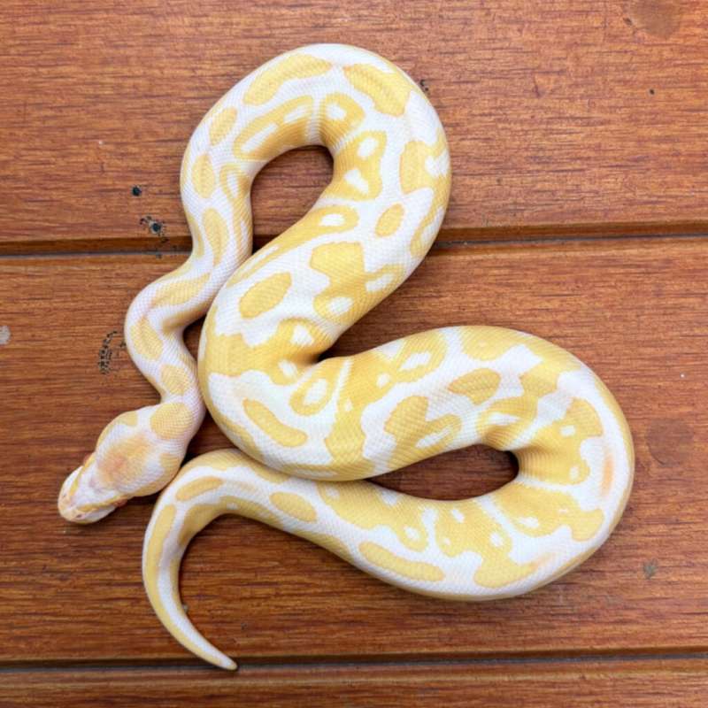 Albino het Pied