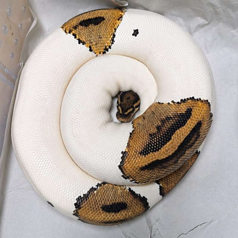 Ball Python Pied FEMALE PROVEN