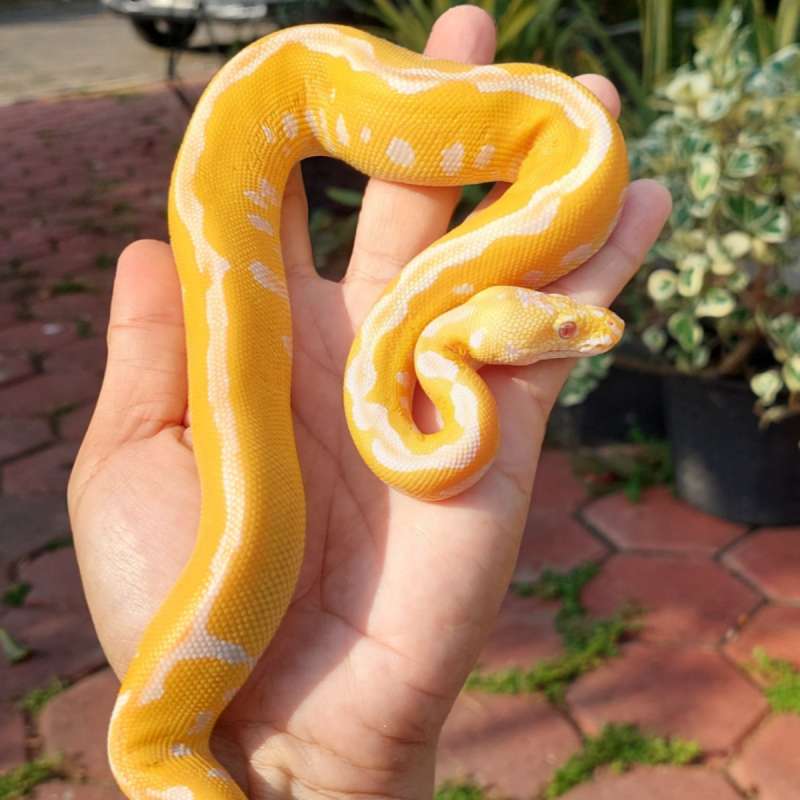Leopard lavender clown /grail