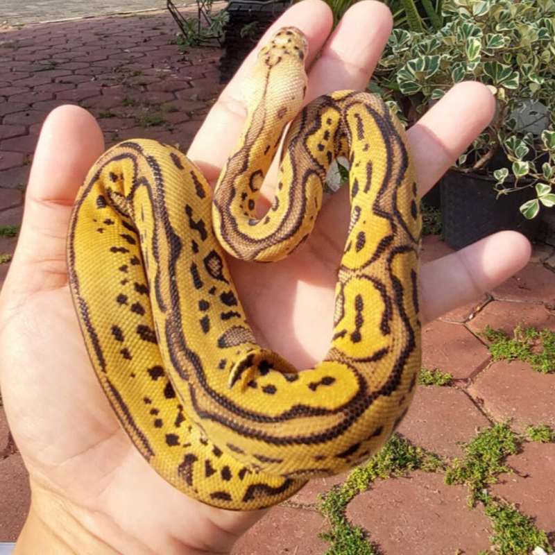 Leopard pastel clown ph lavender