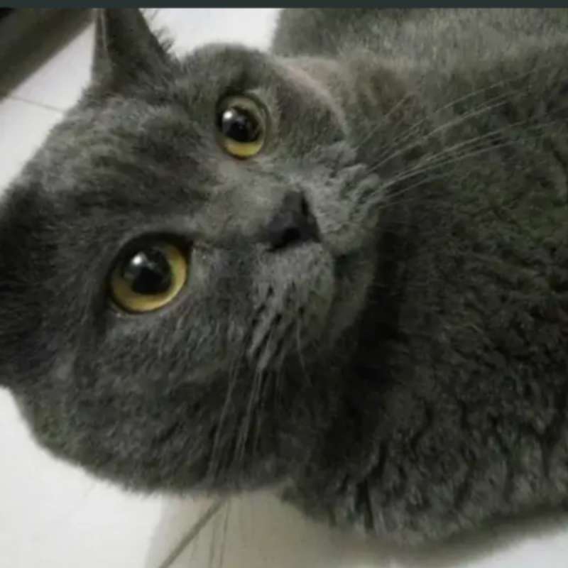 Kucing kitten British shorthair bluesolid Penjantan tangguh