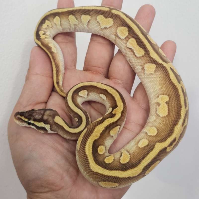 MOCHA ENCHI PASTEL YB  HET PIED POSS HET LAVENDER