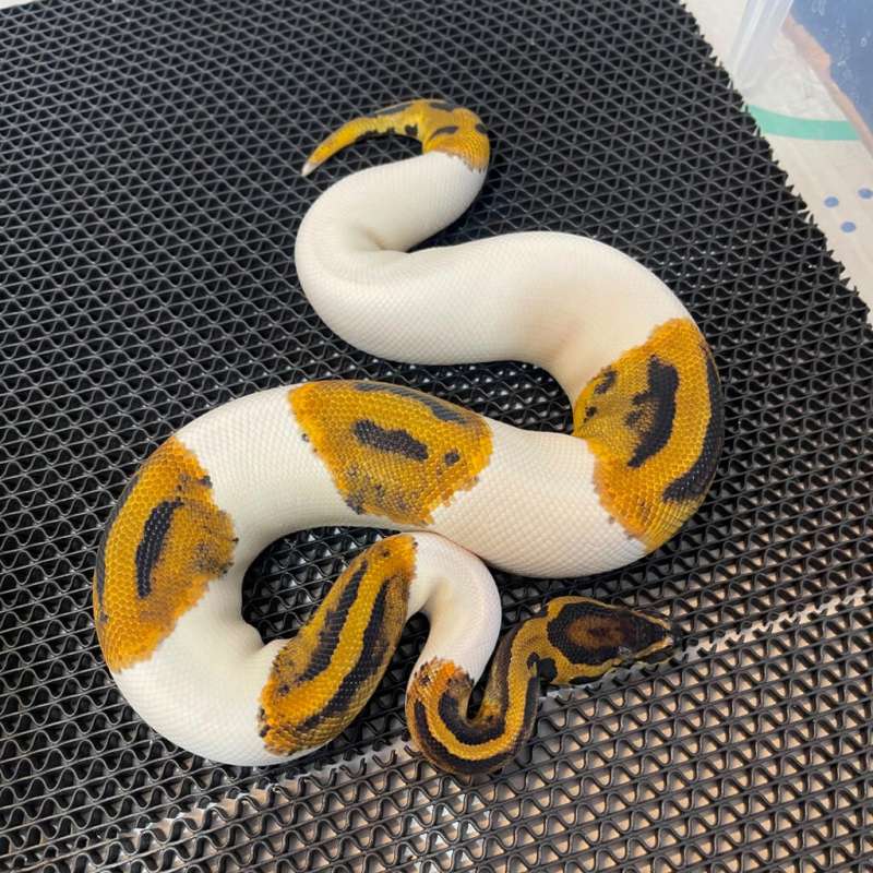 F Pied High Contrast