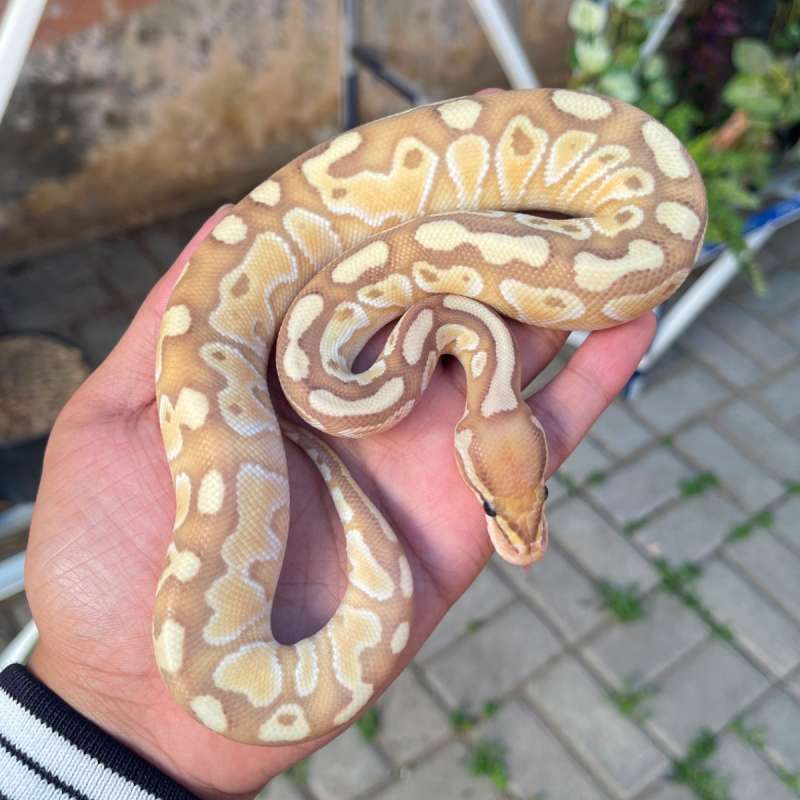 Banana Lesser