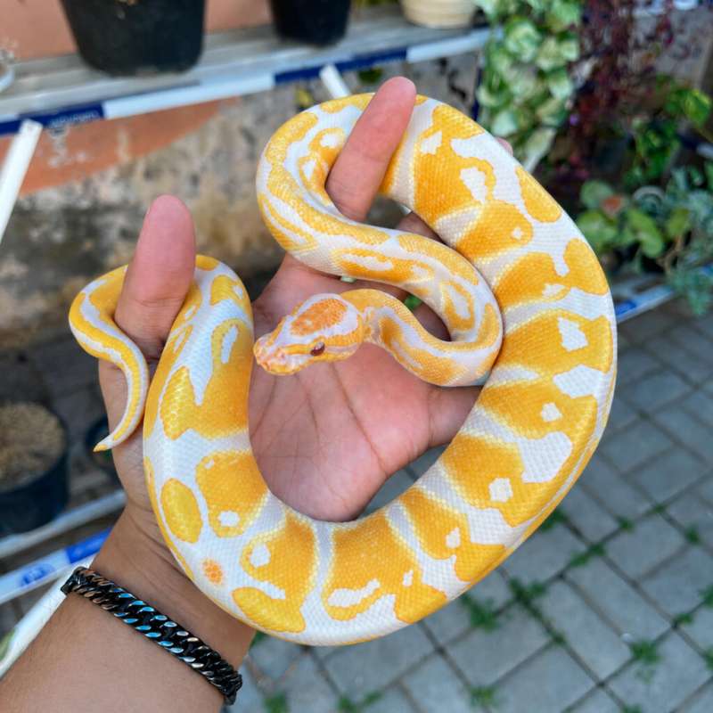 F Lavender het clown